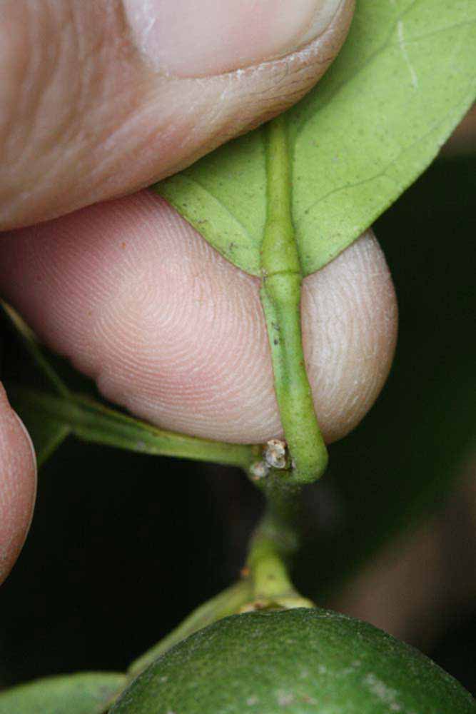              Petiole (Riverside, CA)       
